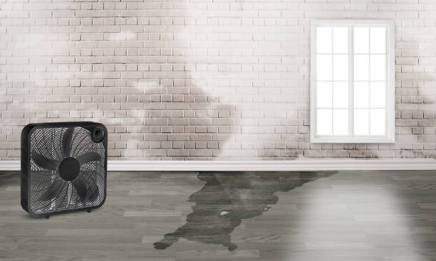 Best Basement water damage restoration  in East Sparta, OH